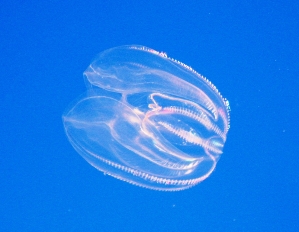 Phylum Ctenophora - Comb Jelly